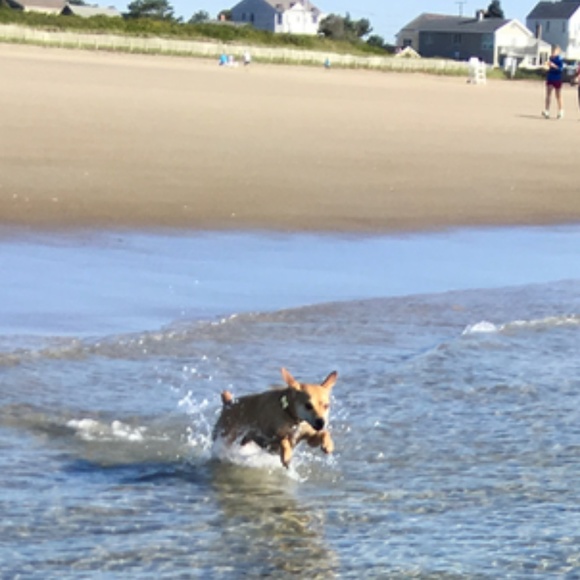 Peanut needs your help! Please offer like & share! - Picture 6 of 8